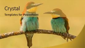  Presentation with eaters - Slide set with couple of bee-eaters background and a yellow colored foreground