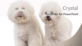  Presentation with sad dog abandoned dogs - Beautiful presentation theme featuring couple of bichon frise dogs one licking its nose on white background backdrop and a white colored foreground