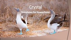  Presentation with couple dance - PPT layouts consisting of couple of blue footed boobies background and a coral colored foreground