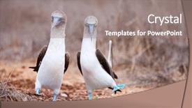  Presentation with couple dance - Beautiful PPT theme featuring couple of blue footed boobies backdrop and a gray colored foreground