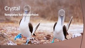 Presentation with couple dance - Slides with couple of blue footed boobies background and a coral colored foreground