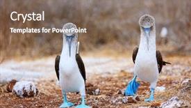  Presentation with couple dance - Colorful slides enhanced with couple of blue footed boobies backdrop and a violet colored foreground