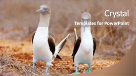  Presentation with couple dance - Presentation with couple of blue footed boobies background and a coral colored foreground