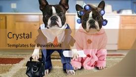  Presentation with boston - Colorful theme enhanced with couple of boston terriers dressed backdrop and a gold colored foreground