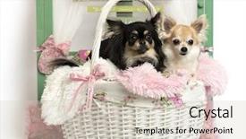  Presentation with rustic - Cool new presentation theme with couple of chihuahua lying down in front of a rustic background backdrop and a soft green colored foreground