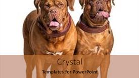  Presentation with fall leaves border white - Audience pleasing presentation theme consisting of couple-of-dogue-de-bordeaux backdrop and a red colored foreground