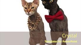  Presentation with cats - Presentation theme enhanced with couple of elegant cats sitting and looking to side on white background background and a tawny brown colored foreground