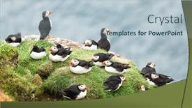  Presentation with birds - Slide deck with couple-of-famous-faroese-birds background and a lemonade colored foreground