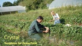  Presentation with organic - Audience pleasing presentation theme consisting of couple of farmers picking stawberries in organic field backdrop and a tawny brown colored foreground