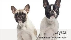  Presentation with old couple - Slides enhanced with couple of french bulldogs 10 and 18 months old sitting and looking at the camera isolated on white background and a soft green colored foreground