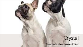  Presentation with old couple - Theme consisting of couple of french bulldogs 10 and 18 months old sitting and looking up isolated on white background and a soft green colored foreground