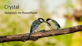  Presentation with springtime - Slides consisting of silly pomeranian puppies wearing snorkeling gear background and a light gray colored foreground