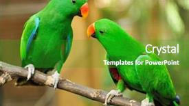  Presentation with parrot - Beautiful presentation theme featuring couple of green eclectus parrot backdrop and a shamrock green colored foreground