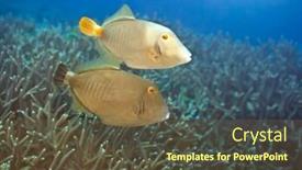  Presentation with underwater - Cool new presentation design with couple-of-halfmoon-triggerfishes-swimming backdrop and a tawny brown colored foreground