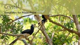  Presentation with couple nature retreat - Audience pleasing slide set consisting of couple-of-hornbill-anthracoceros-albirostris backdrop and a yellow colored foreground