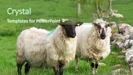  Presentation with irish - Presentation enhanced with couple of irish sheep background and a tawny brown colored foreground