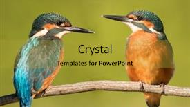  Presentation with romance couple nature - Theme with couple of kingfishers background and a gold colored foreground