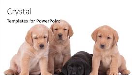  Presentation with dogs - Slides having couple-of-labrador-retriever-dogs background and a white colored foreground