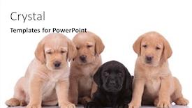  Presentation with black yellow - PPT layouts featuring couple-of-labrador-retriever-dogs background and a white colored foreground