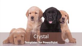  Presentation with black yellow - Slide deck consisting of couple-of-labrador-retriever-dogs background and a violet colored foreground