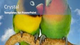  Presentation with coral reefs blue water beautiful sky - Colorful presentation design enhanced with couple-of-lovebirds-agapornis-fischer backdrop and a teal colored foreground