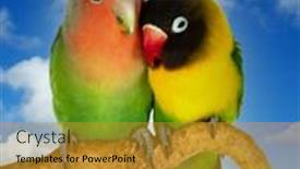  Presentation with coral reefs blue water beautiful sky - PPT theme having couple-of-lovebirds-agapornis-fischer background and a gold colored foreground
