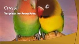  Presentation with sky - Audience pleasing slide set consisting of couple-of-lovebirds-agapornis-fischer backdrop and a tawny brown colored foreground