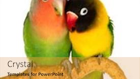  Presentation with luxury nature couple - Presentation design featuring couple-of-lovebirds-agapornis-fischeri background and a gold colored foreground