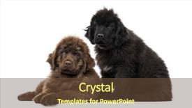  Presentation with newfoundland - Cool new presentation with couple of newfoundland puppy looking at the camera and sitting isolated on white backdrop and a tawny brown colored foreground