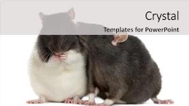  Presentation with white rat - Colorful theme enhanced with couple of rats sitting backdrop and a light gray colored foreground