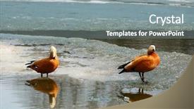  Presentation with lake ice - Colorful presentation theme enhanced with couple of roody shelduck on early spring lake with ice backdrop and a gray colored foreground