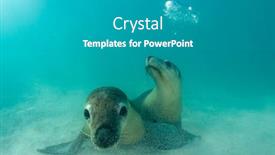  Presentation with lions - Presentation design featuring couple-of-sea-lions-playing background and a gray colored foreground