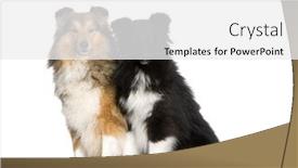  Presentation with couple - Presentation design having couple of shelties in front background and a white colored foreground