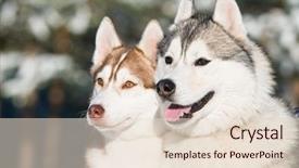  Presentation with siberian husky dog black - Presentation design having couple of siberian husky dog background and a  colored foreground