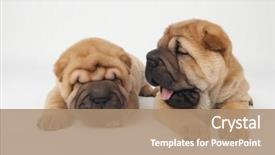  Presentation with chinese - Beautiful PPT theme featuring couple of small purebred chinese sharpei dog puppies backdrop and a coral colored foreground