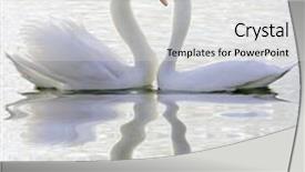  Presentation with love - PPT theme having couple of swans in love background and a  colored foreground