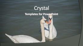  Presentation with i love you - Colorful presentation theme enhanced with couple of swans in love backdrop and a dark gray colored foreground