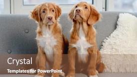  Presentation with gray - Presentation design featuring couple-of-toller-puppies-sitting background and a tawny brown colored foreground