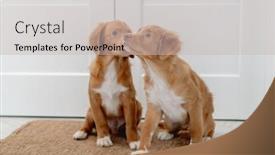  Presentation with home - Presentation theme featuring couple-of-toller-puppies background and a light gray colored foreground