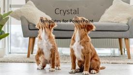 Presentation with home - Theme featuring couple-of-toller-puppies background and a coral colored foreground