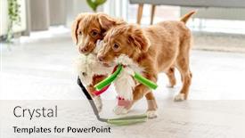  Presentation with home - Slide deck with couple-of-toller-puppies background and a lemonade colored foreground