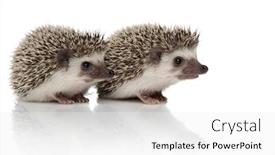  Presentation with couple - Amazing slides having couple of two hedgehogs sitting one in front of another looking to side isolated on white background in studio backdrop and a white colored foreground