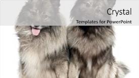  Presentation with old couple - Slides having couple of two keeshond 6 and 2 years old in front of a white background background and a light gray colored foreground