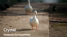  Presentation with lunch - Presentation enhanced with couple of white ducks looking for lunch background and a coral colored foreground