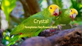  Presentation with parrots - Theme enhanced with couple of yellow headed parrots background and a tawny brown colored foreground