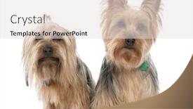  Presentation with old couple - Slides enhanced with couple of yorkshire terrier 2 years and 5 years old in front of a white background background and a light gray colored foreground