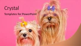  Presentation with couple in christ - Colorful slides enhanced with couple of yorkshire terriers isolated portrait backdrop and a coral colored foreground