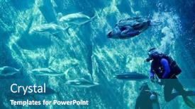  Presentation with fish turtle - PPT layouts featuring couple-scuba-diving-chasing background and a teal colored foreground