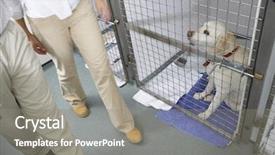  Presentation with rescue - Cool new slide set with couple visiting pet dog backdrop and a gray colored foreground