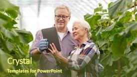  Presentation with agriculture greenhouse - Amazing PPT theme having couple with tablet pc computer backdrop and a tawny brown colored foreground